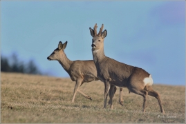 <p>SRNEC OBECNÝ (Capreolus capreolus) Šluknovsko - Jiříkov --- /European roe deer - Reh/</p>
